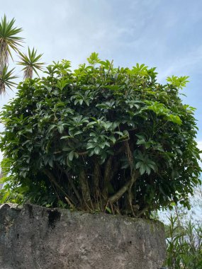 Ormanda yeşil yapraklar 