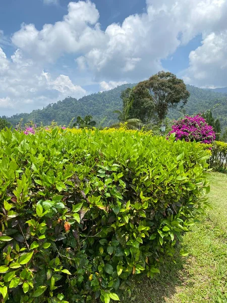 Malezya 'da colmar tropicale bukit tinggi