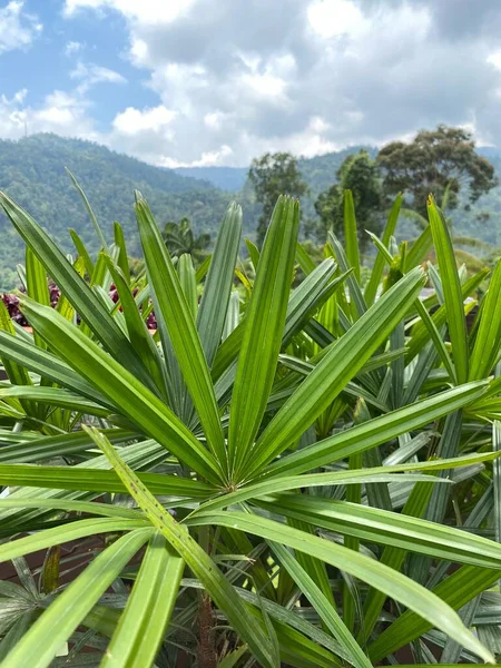 Malezya 'da colmar tropicale bukit tinggi