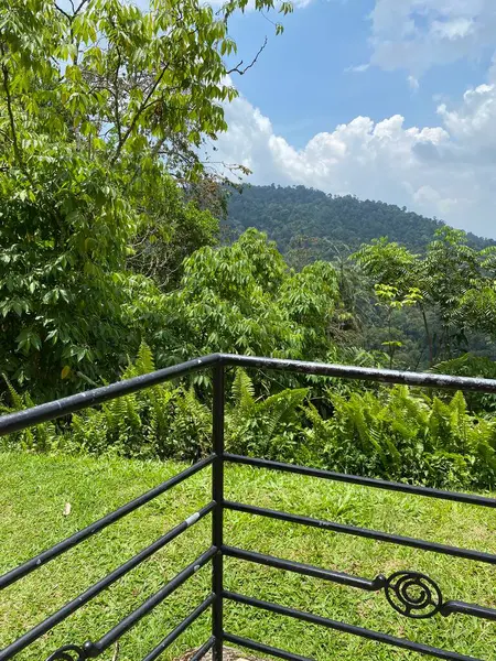 Malezya 'da colmar tropicale bukit tinggi