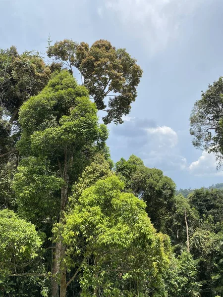 Colmar Tropicale Bukit Tinggi Malaysia — Stockfoto