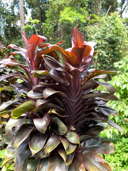 Malezya 'da colmar tropicale bukit tinggi