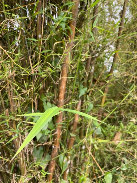 Bambus Lesie — Zdjęcie stockowe