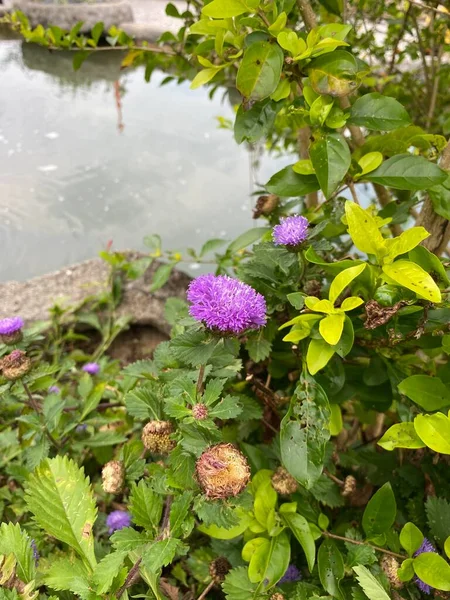 Bahçedeki güzel çiçekler 