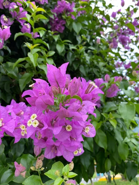 Bahçedeki güzel çiçekler 