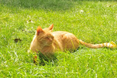 Turuncu tekir kedi çimenlerde oturup güneşlenirken gözleri kapalı. Düşük ihtimal.