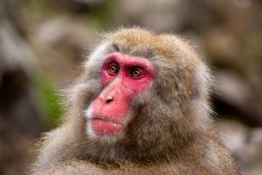Japonya 'daki Jigokudani Maymun Parkı' ndan kar maymunları. 