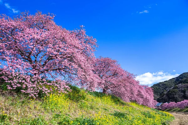 Zbliżenie Kwiaty Wiśni Kawazu Izu — Zdjęcie stockowe