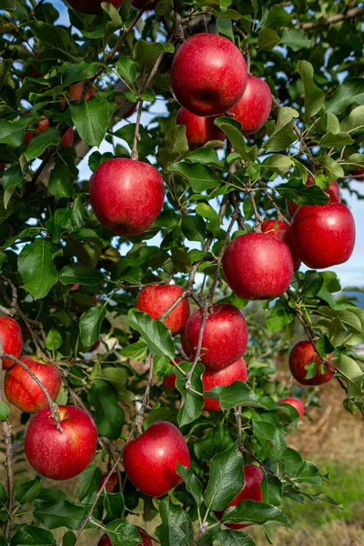 Läckra Äpplen Från Japanska Fruktträdgårdar Som Väg Att Skördas — Stockfoto