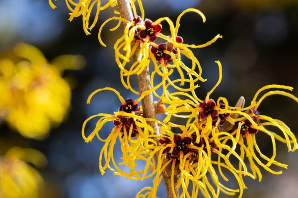 Bruja Avellana Que Flores Amarillas Hermosas Florecen Principios Primavera — Foto de Stock