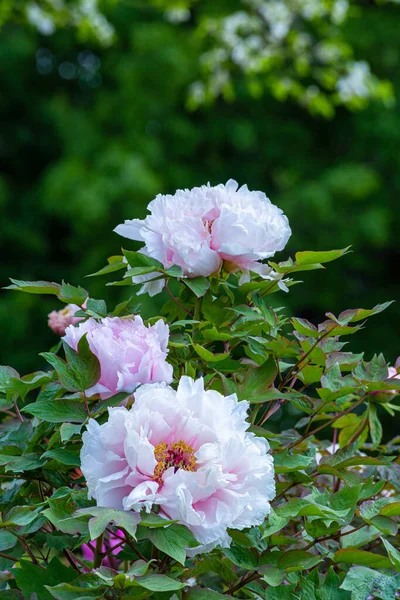 Różowe Białe Gradientowe Kwiaty Piwonii — Zdjęcie stockowe