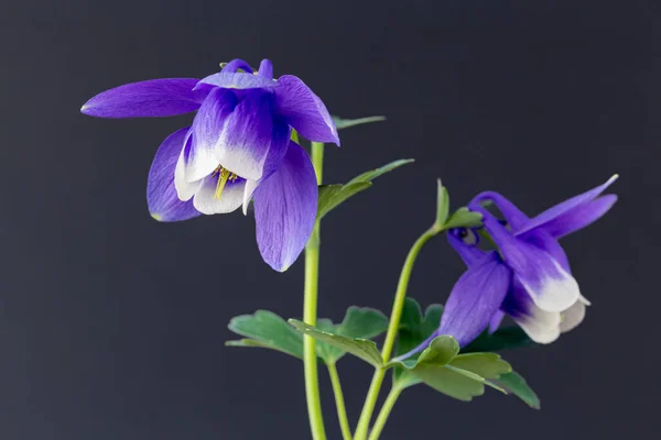 stock image Neat and clean aquilegia flowers blooming in the garden.