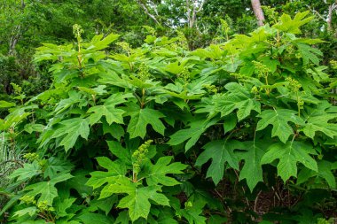 Bahçede taze ortanca yaprağı..