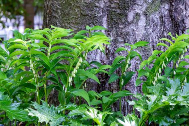 Naruko zambakları ormanda çiçek açıyor..