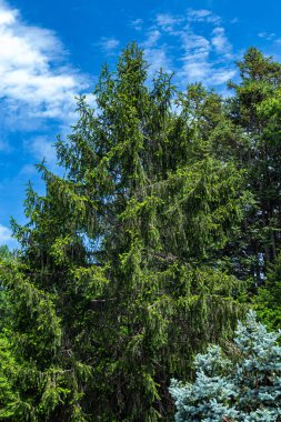 Baharda birçok süsle Norveç ladini.