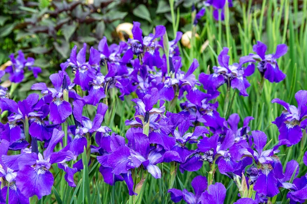 Güzel Iris Sanginea Kümeleri Yazın Başlarında Bahçede Çiçek Açıyor — Stok fotoğraf