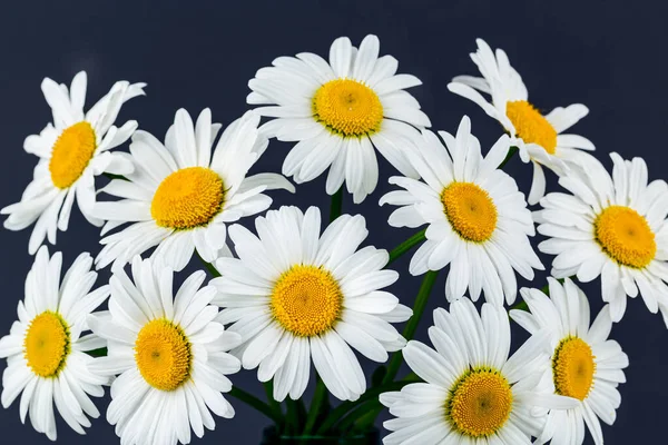 Neat Clean Marguerite Daisy Flower Closeup — Stock Photo, Image