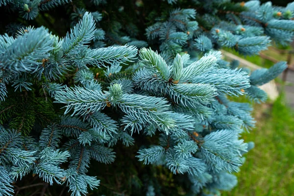 Belle Épinette Picea Pungens Printemps — Photo