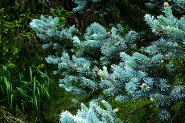 Belle Épinette Picea Pungens Printemps — Photo