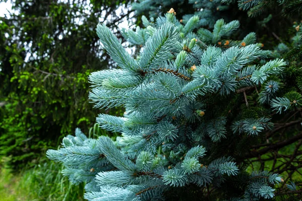 Beautiful Spruce Picea Pungens Spring — Stock Photo, Image