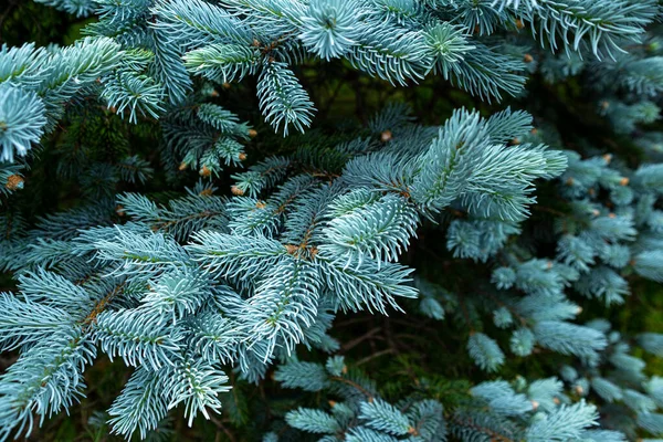Prachtige Sparren Van Picea Pungens Het Voorjaar — Stockfoto
