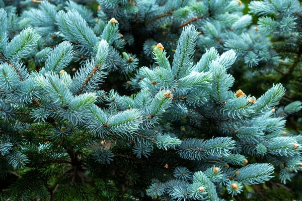 Όμορφη Ερυθρελάτη Της Picea Pungens Την Άνοιξη — Φωτογραφία Αρχείου