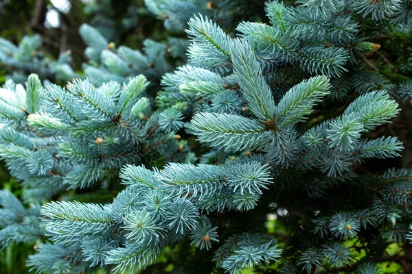Baharda Picea Pungens Güzel Ladini — Stok fotoğraf