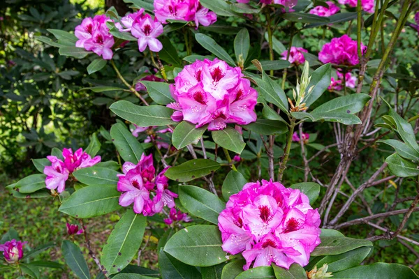 Ormanda Rhododendron Çiçekleri Açtı — Stok fotoğraf