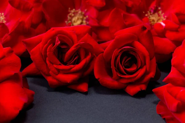 Бархатная Красная Роза Сером Фоне — стоковое фото