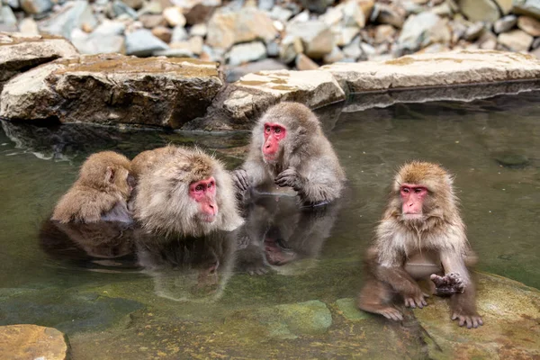 Kar maymunu Jigokudani onsen 'e giriyor..