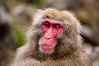 Japonya 'daki Jigokudani Maymun Parkı' ndan kar maymunları. 