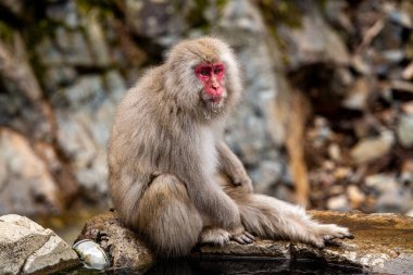 Japonya 'daki Jigokudani Maymun Parkı' ndan kar maymunları. 