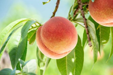 Meyve bahçesinde taze ve lezzetli şeftaliler.