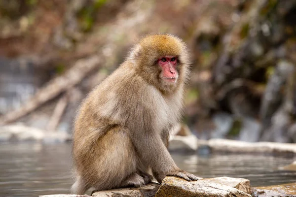 Sneeuwapen Uit Jigokudani Monkey Park Japan — Stockfoto