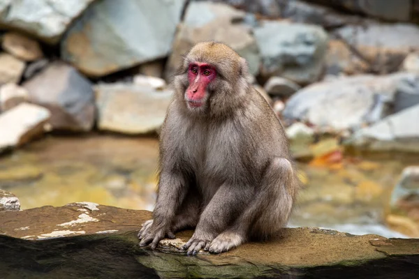 Sneeuwapen Uit Jigokudani Monkey Park Japan — Stockfoto