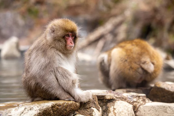 地獄谷公園の可愛い子猿 — ストック写真
