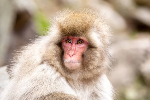 Zeer Schattige Kindaap Van Jigokudani Monkey Park — Stockfoto