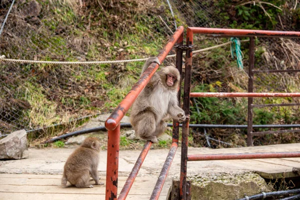 Très Mignon Enfant Singe Jigokudani Monkey Park — Photo