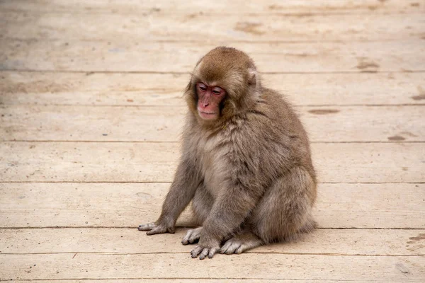 Zeer Schattige Kindaap Van Jigokudani Monkey Park — Stockfoto