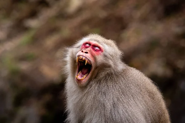 Macaco Neve Furioso Jigokudani Onsen — Fotografia de Stock