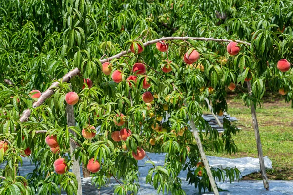 Färska Och Läckra Persikor Fruktträdgården — Stockfoto