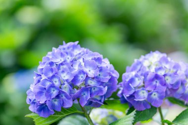 Yazın başında açan mavi ortanca çiçekleri.