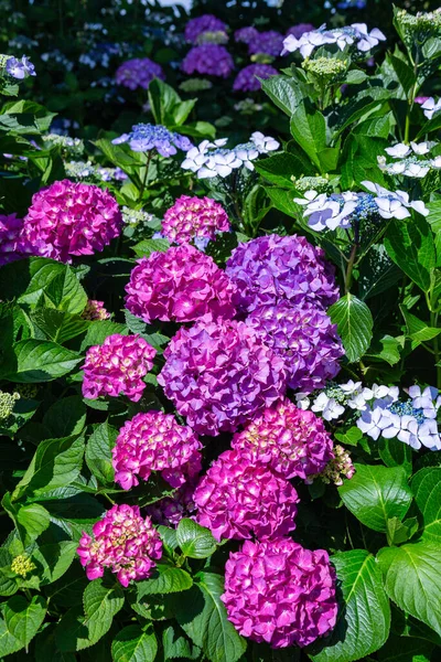 Красивые Цветы Гортензии Сезон Дождей — стоковое фото