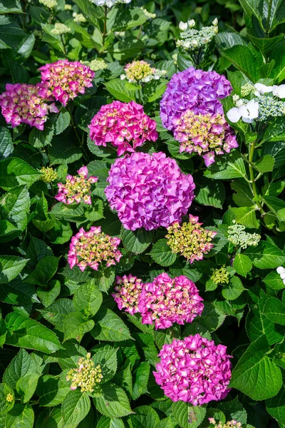 Belles Fleurs Hortensia Commencent Fleurir — Photo