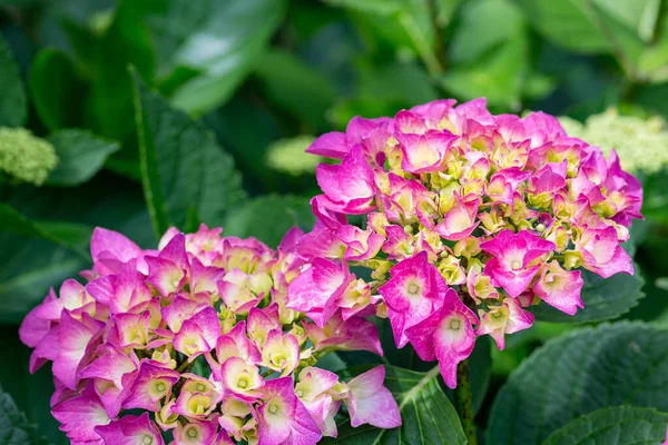 Gros Plan Fleurs Hortensia Rose Dans Jardin Fleurissant Début Été — Photo