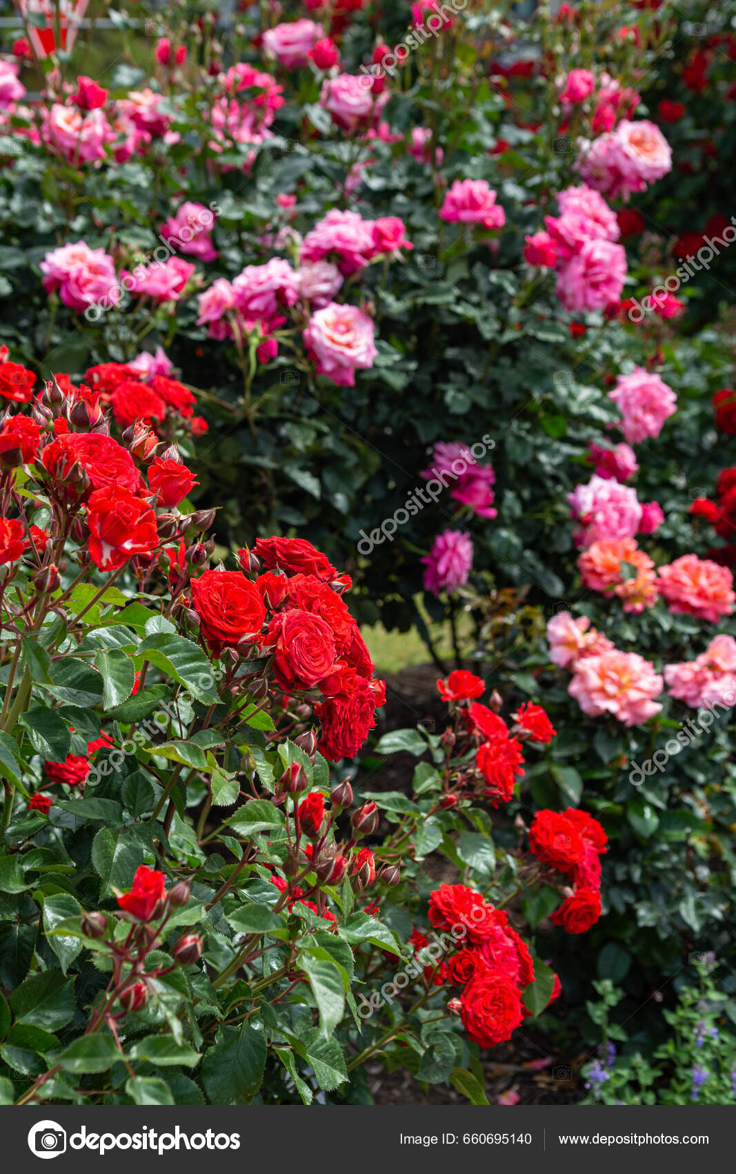 Beautiful Red Pink Rose Flowers Blooming Rose Garden — Stock Photo ©  Billyfam #660695140, image size:1067x1700