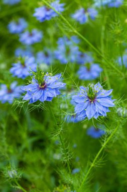 Bahçedeki güzel nigella çiçekleri.