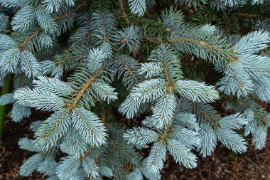 Baharda picea pungens 'in güzel ladini.