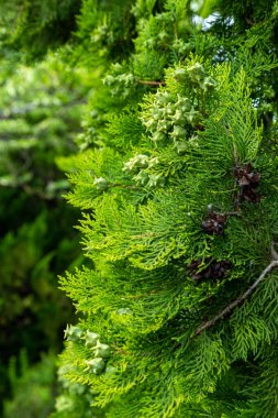 Bahçede Platycladus Orientalis konileri var..