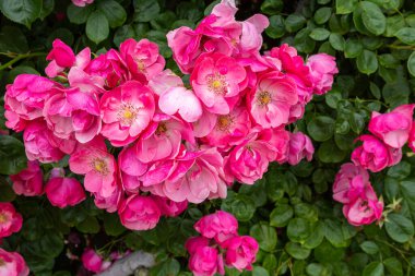 Angela gülleri çiçek açan gül bahçesinde.